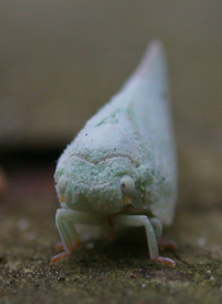 Northern Flatid